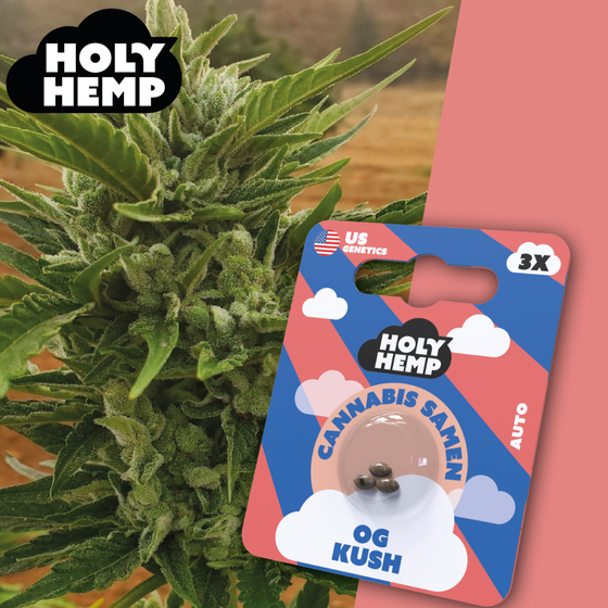 Samen, Holy Hemp, OG Kush