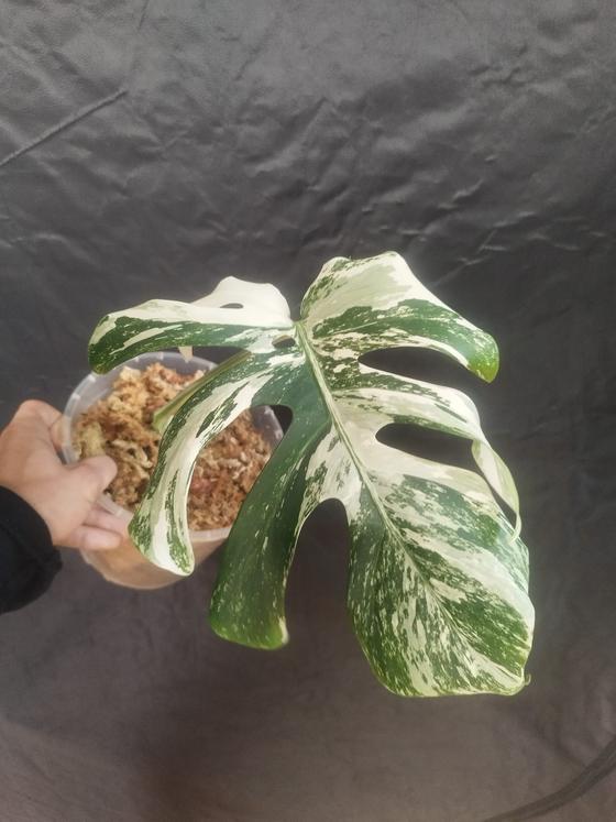 Monstera Deliciosa Variegata Stammsteckling *A Grade*
