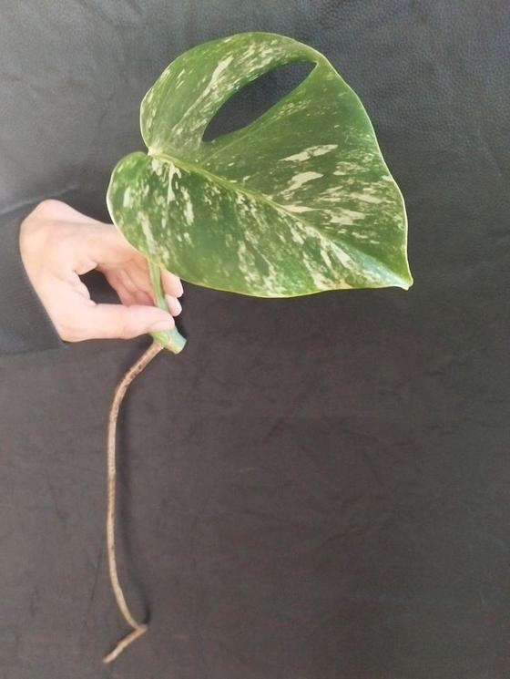 Monstera Deliciosa Variegata Stammsteckling