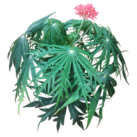 Jatropha multifida - Korallenbaum
