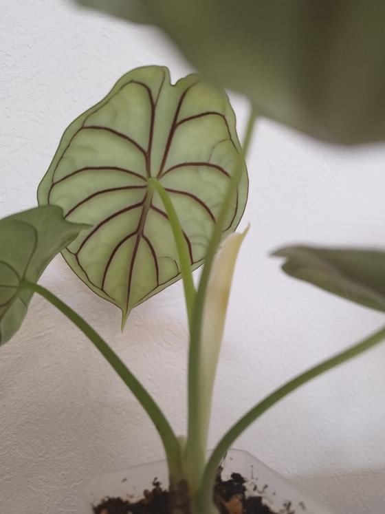 Alocasia baginda 'Dragon Scale' Babyplant
