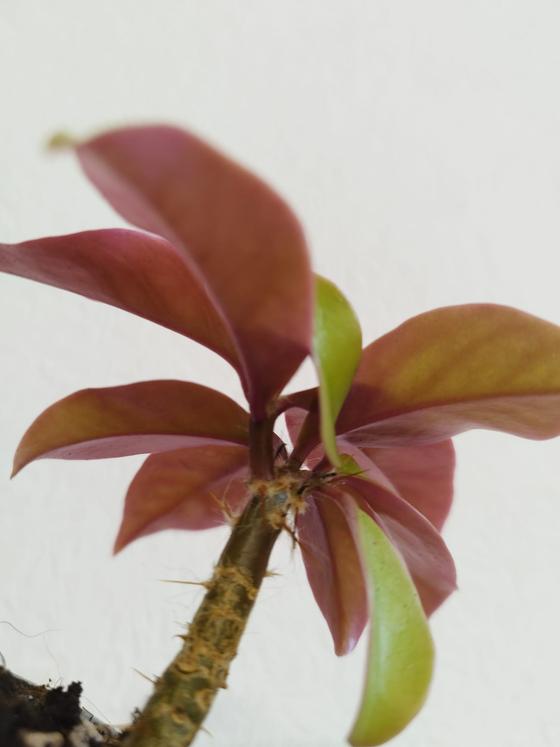 Pereskia aculeata v. godseffiana