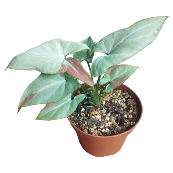 Syngonium podophyllum 'Strawberry Milk'