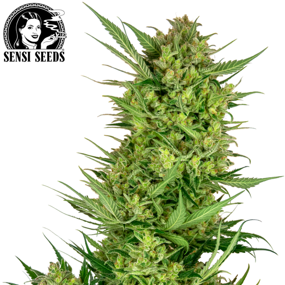 Samen, Sensi Seeds®, Buttercream Gelato