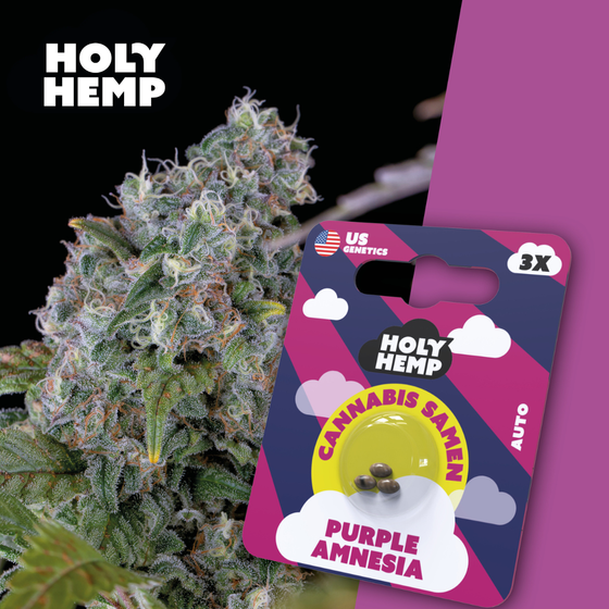 Samen, Holy Hemp, Purple Amnesia