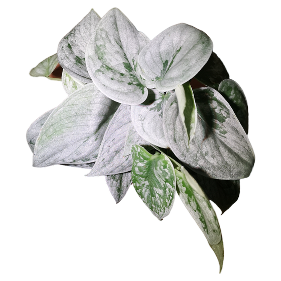 Scindapsus Pictus 'Silvery Ann' 