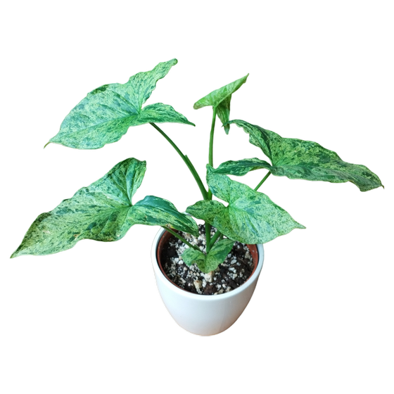 Syngonium Mottled 'Mojito' M-L