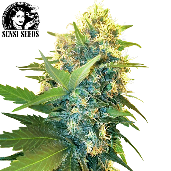 Samen, Sensi Seeds®, Double Kush Cake