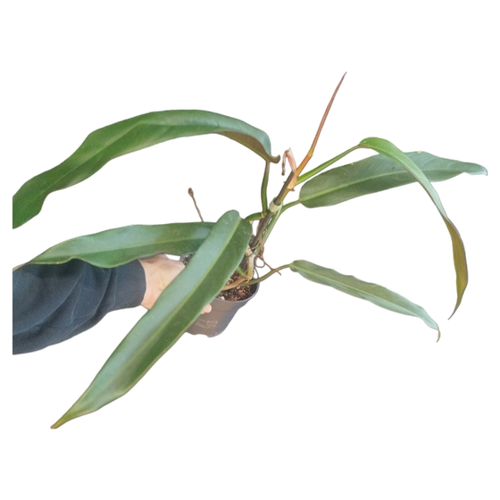 Philodendron bicolor L