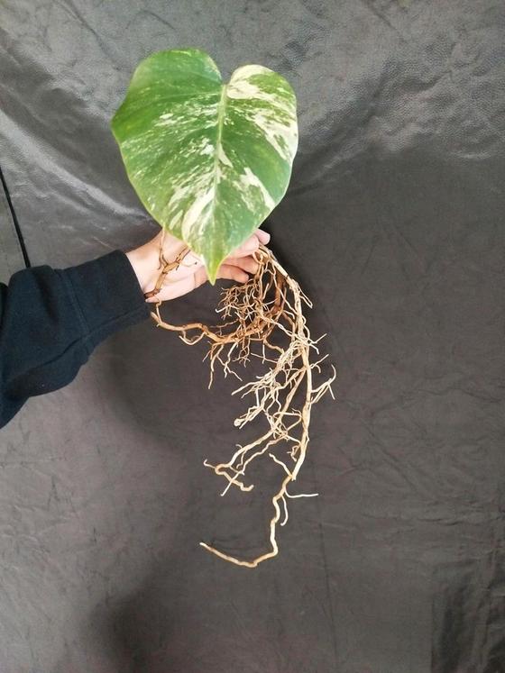 Monstera Deliciosa Variegata Stammsteckling