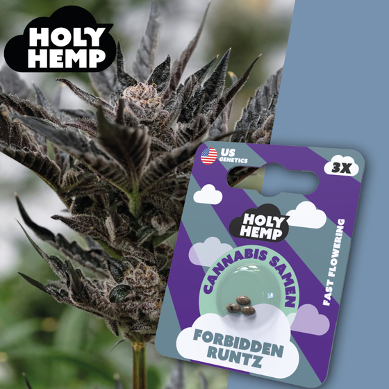 Samen, Holy Hemp, Forbidden Runtz