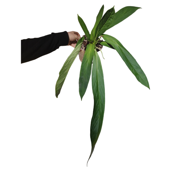Anthurium ceronii XL