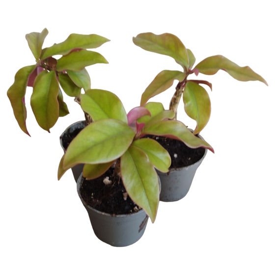 Pereskia aculeata v. godseffiana