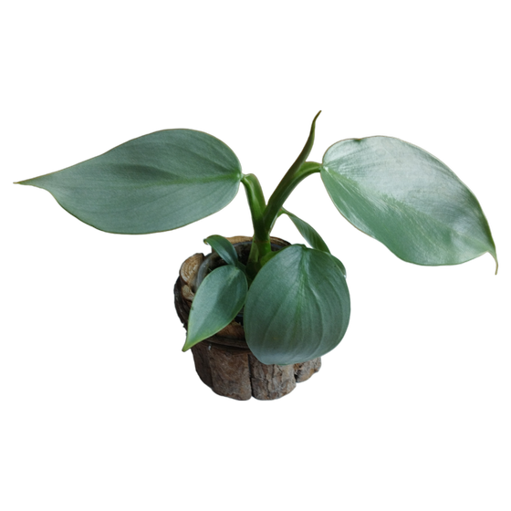 Philodendron hastatum 'Silver Sword' Babyplant