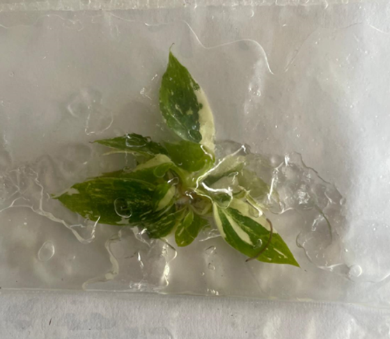 Philodendron Gloriosum Tricolor Variegata (Tissue Culture)