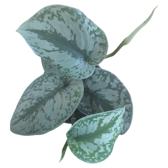 Scindapsus Pictus 'Exotica' 