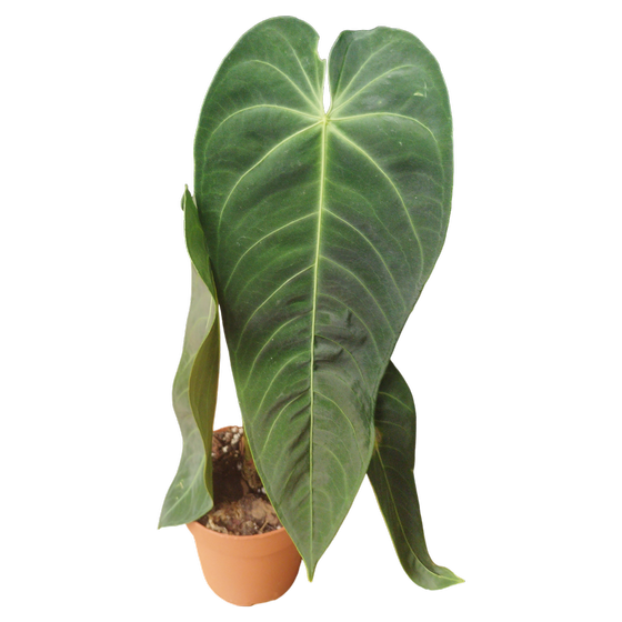 Anthurium queremalense L