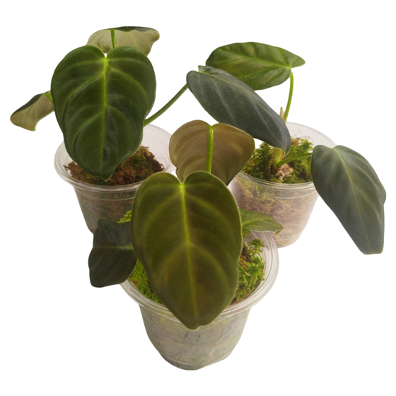 Philodendron Luxurians S