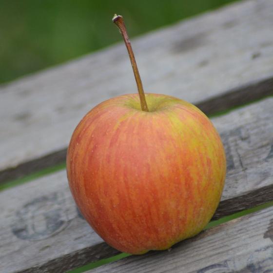 Rubinette Allergiker Apfel 