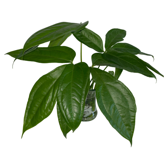 Anthurium Clavigerum Stammsteckling