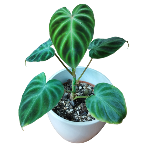 Philodendron Verrucosum (S-M)