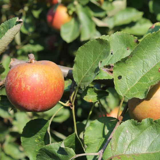 Boskoop Apfel