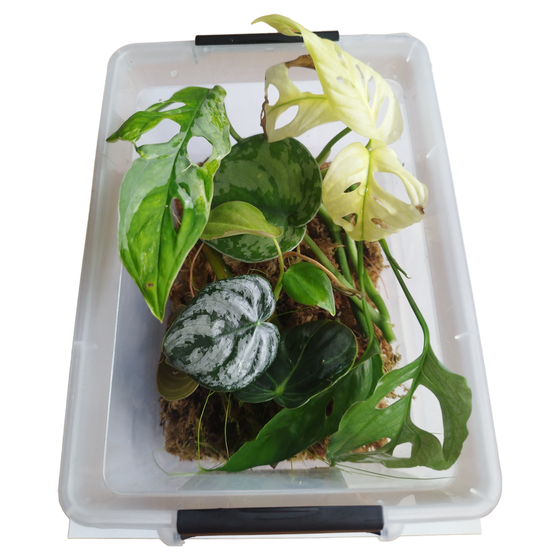 Cutting Box / Ableger / Stecklinge *Limited Only*