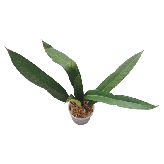 Anthurium decurrens L