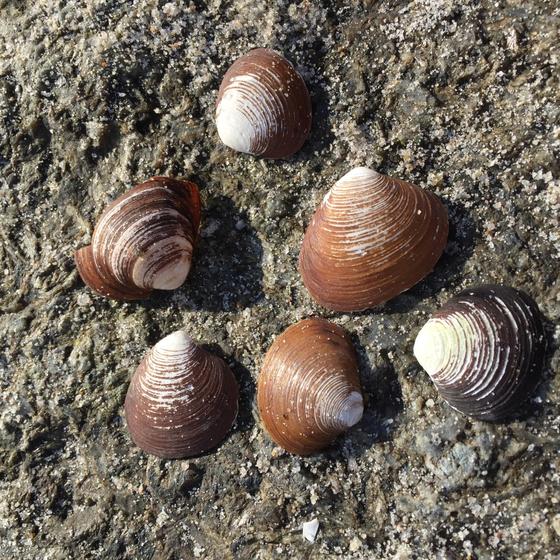 anhaenger-noerdliche-astarte-mit-brillant