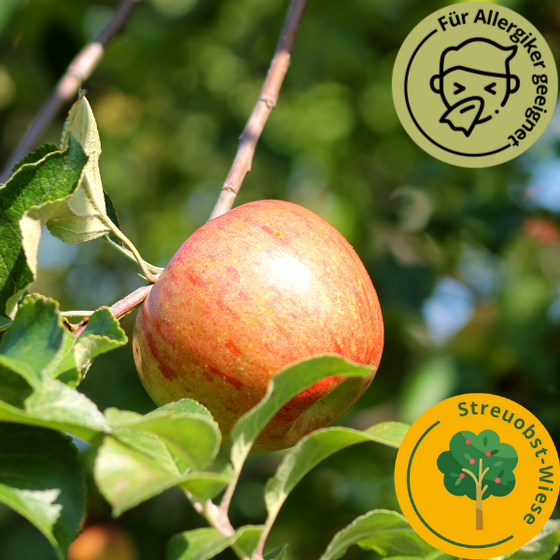 Bio Celler Dickstiel Apfel 