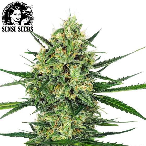 Samen, Sensi Seeds®, Tangerine Sugar