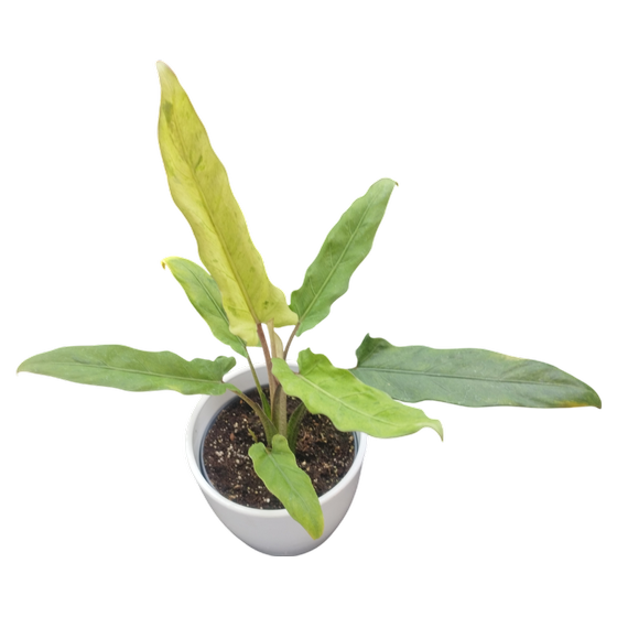 Alocasia Lauterbachiana Variegata M **CHRISTMAS SALE**