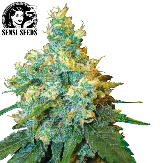 Samen, Sensi Seeds®, Jack Herer