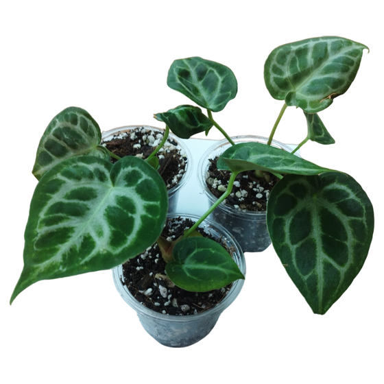 Anthurium crystallinum 'Silver Blush' S