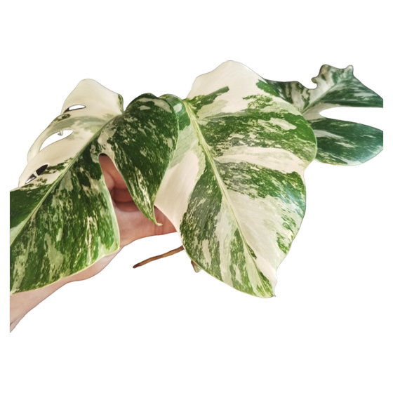 Monstera Deliciosa Variegata Kopfsteckling (3 Leaves) *A Grade*