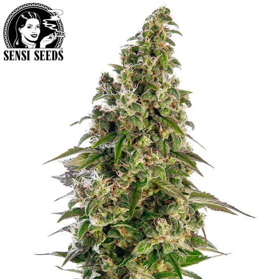 Samen, Sensi Seeds®, Afghani #1, Auto