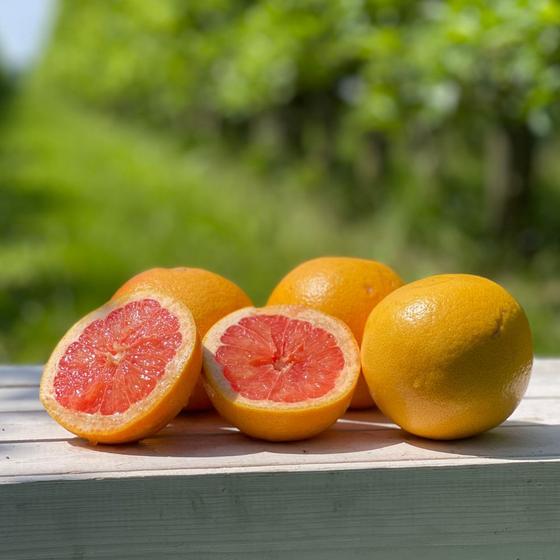 Grapefruit Ruby Red 24 Stk.