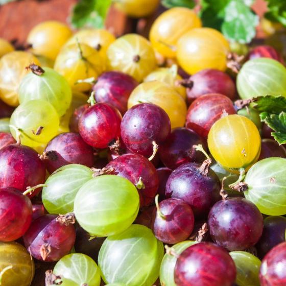 Stachelbeeren