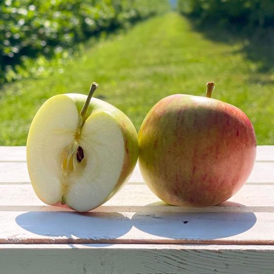 Bio James Grieve Apfel 4KG