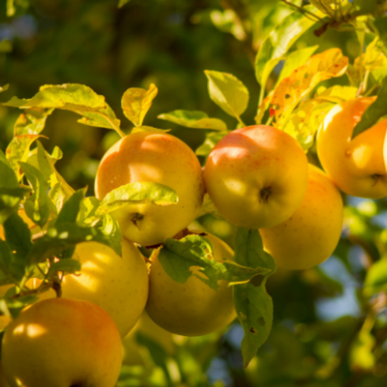 Golden Delicious