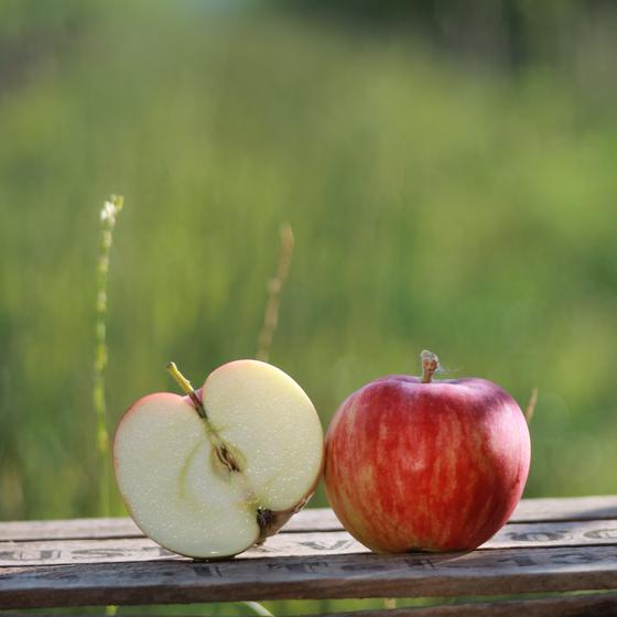 Astramel frühe Apfelsorte