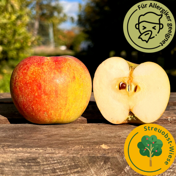 Alte Apfelsorte Celler Dickstiel