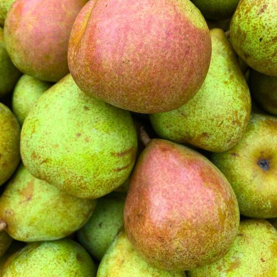 Bio Winter Birne 2.2KG