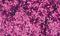 Glitter / Glitterstaub pink Dose 350g, TOP QUALITÄT