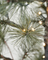 Weihnachtsbaum "Peuce" mit 180 LED´s von House Doctor