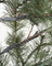 Weihnachtsbaum "Peuce" mit 180 LED´s von House Doctor