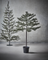 Weihnachtsbaum "Peuce" mit 110 LED´s von House Doctor