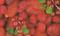 Transparentpapier FRUITS & FLOWERS, 115 g/m², 50,5 x 70 cm