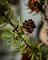 Weihnachtsbaum "Stay" groß von House Doctor