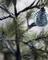 Tannenbaum "Peuce" mit LED´s von House Doctor